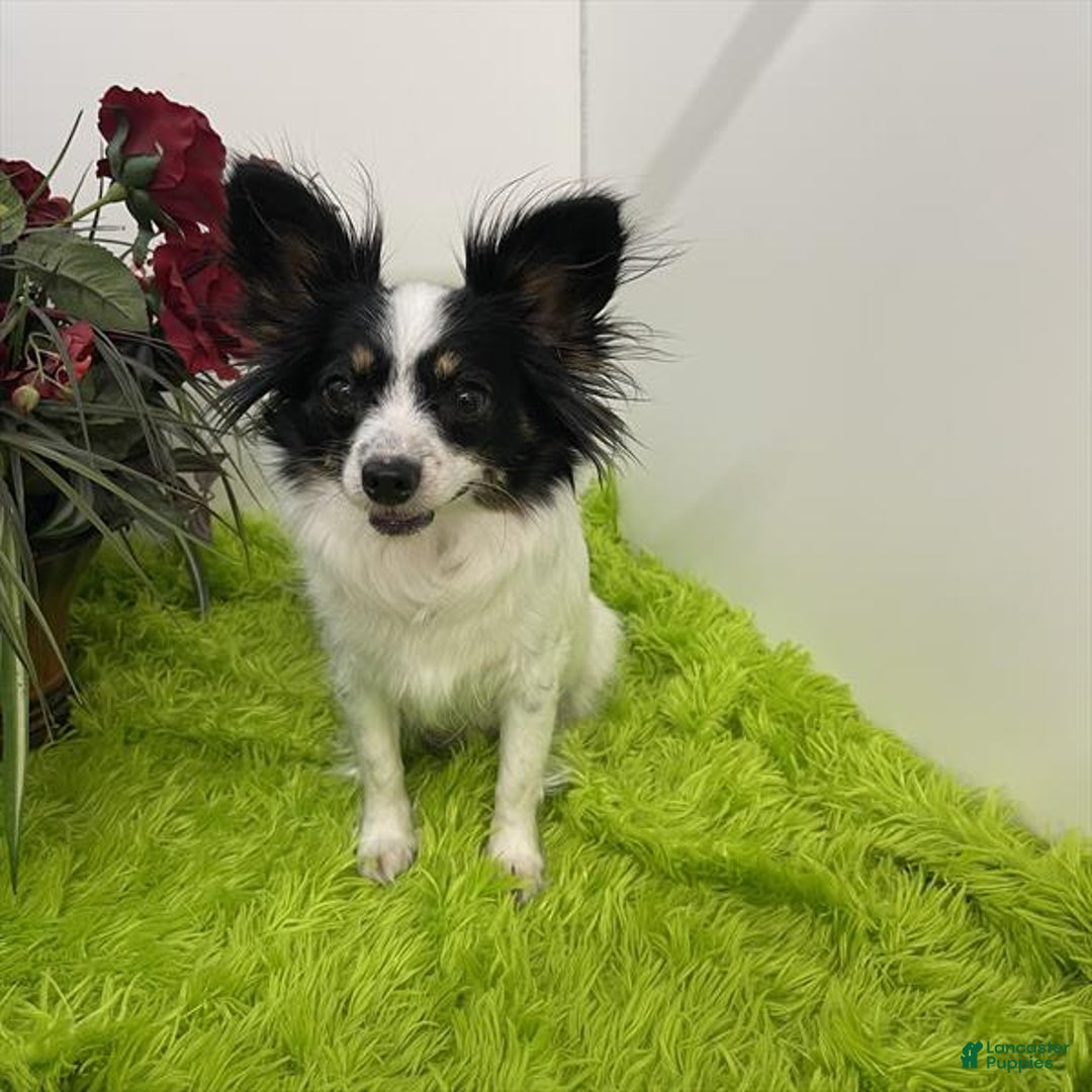 Papillon dogs for sale: Papillon Puppy 3 - Ad 5