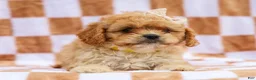 Cavapoo dogs for sale: Reena Cavapoo Pup - Ad 5