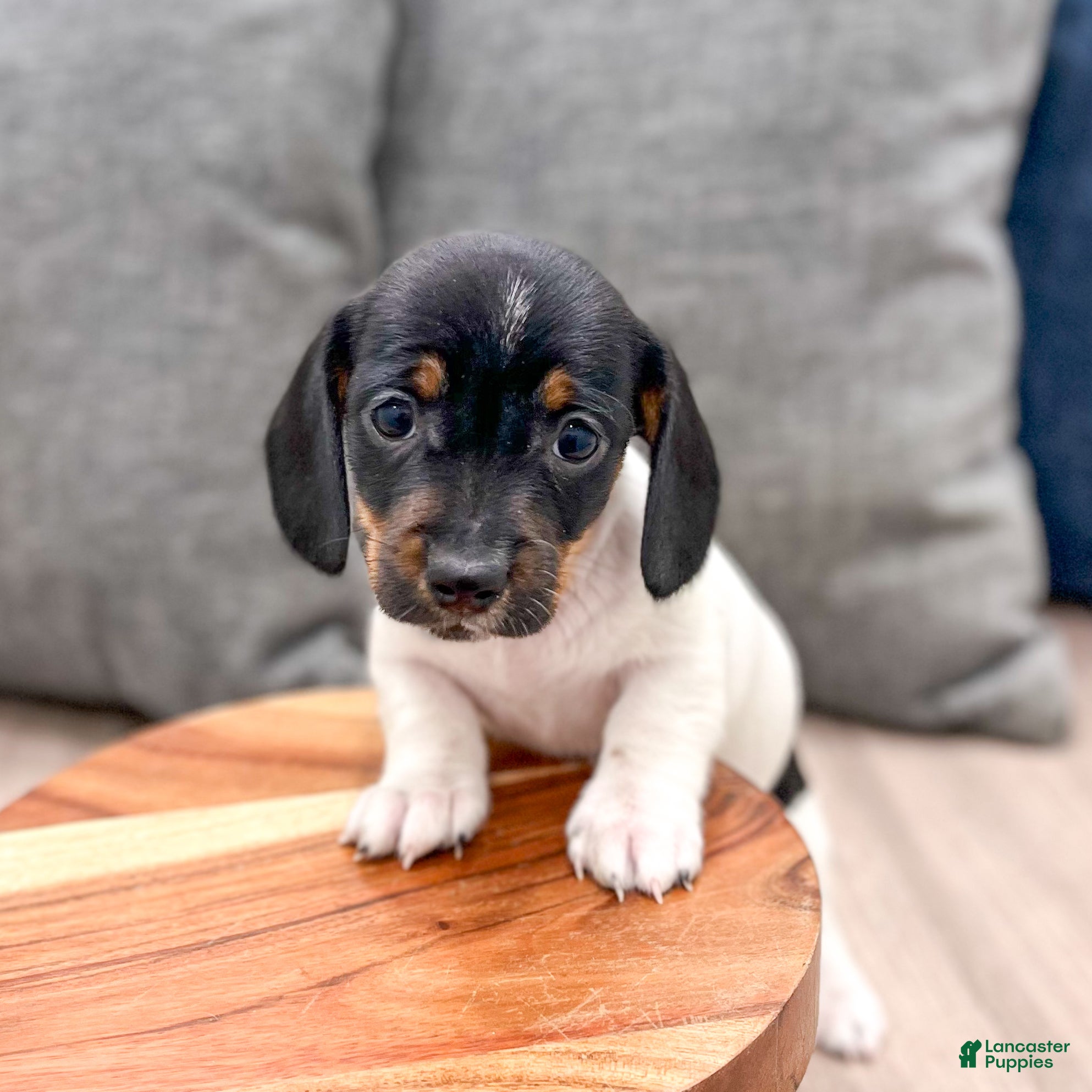 Miniature Dachshund dogs Jasmine - Ad 1