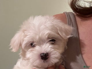 Maltese dogs Fluffy - Ad 37