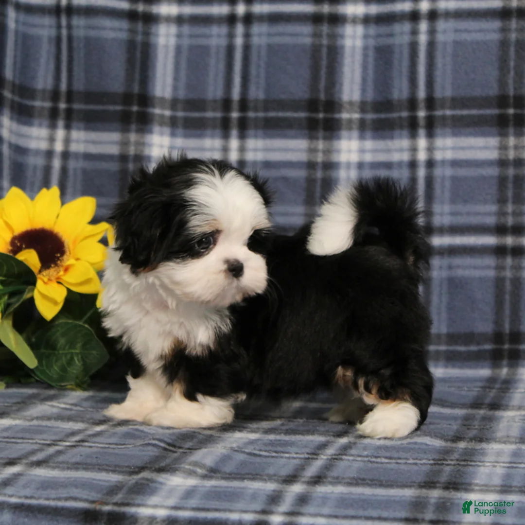 Shih Tzu dogs for sale: Blaire - Ad 2