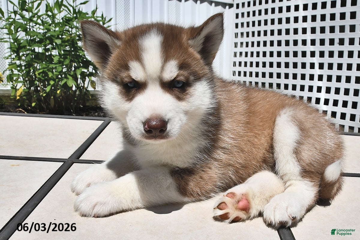 Siberian Husky dogs for sale: Cooper - Ad 1