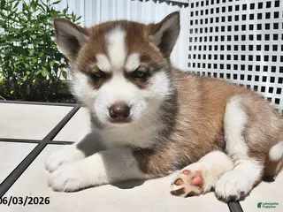 Siberian Husky dogs for sale: Cooper - Ad 4