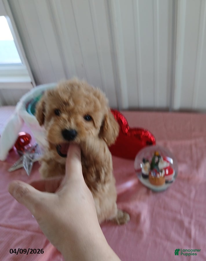Maltipoo dogs Mandy - Ad 1