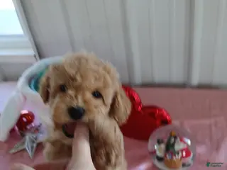 Maltipoo dogs for sale: Mandy - Ad 3