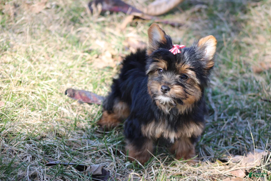 Yorkshire Terrier dogs for sale: Chloe - Ad 5