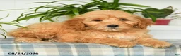 Mini Goldendoodle dogs for sale: Taylor - Ad 3