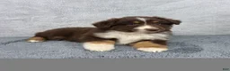 Miniature Australian Shepherd dogs for sale: Luna - Ad 1