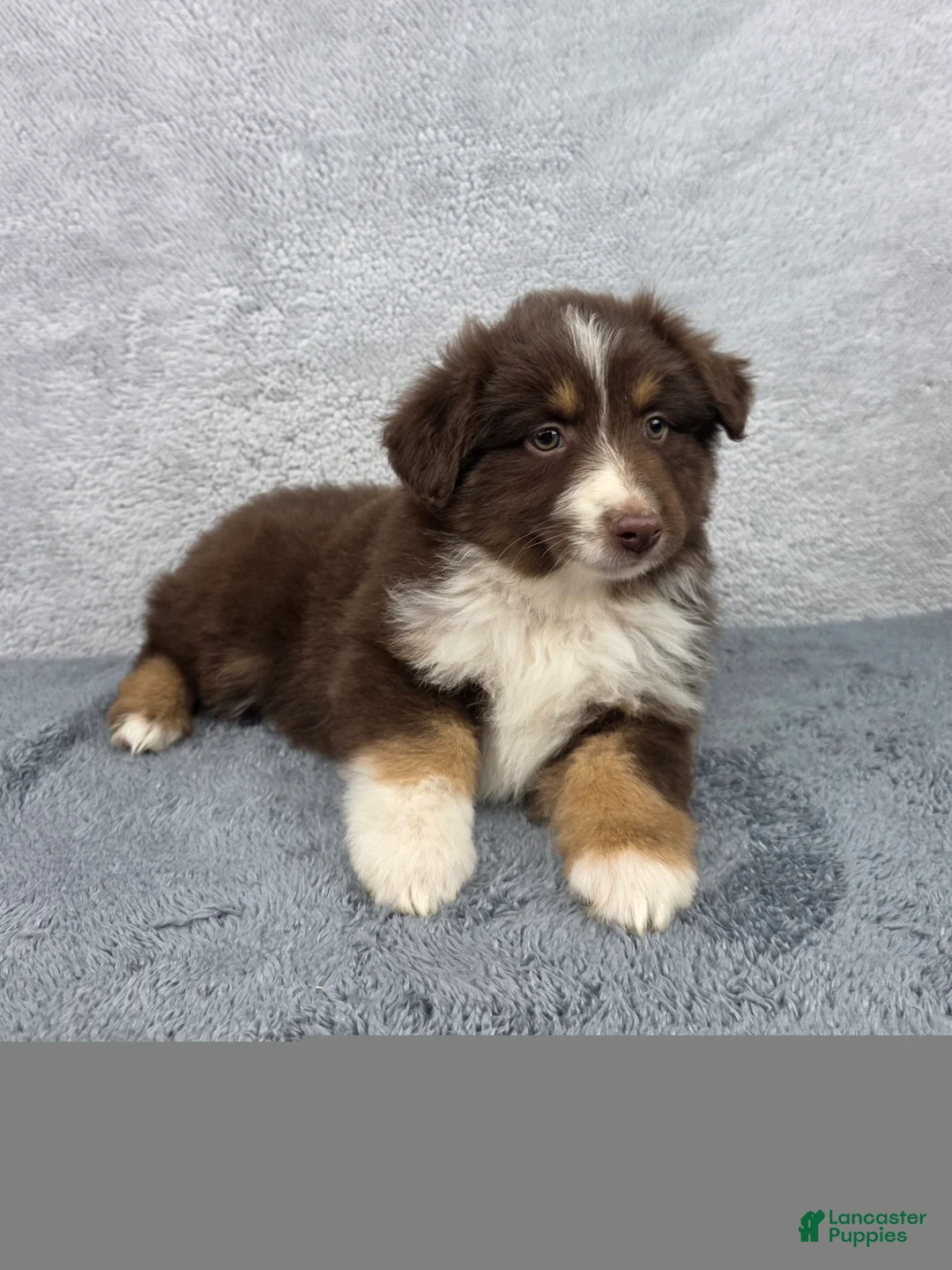 Miniature Australian Shepherd dogs for sale: Luna - Ad 1
