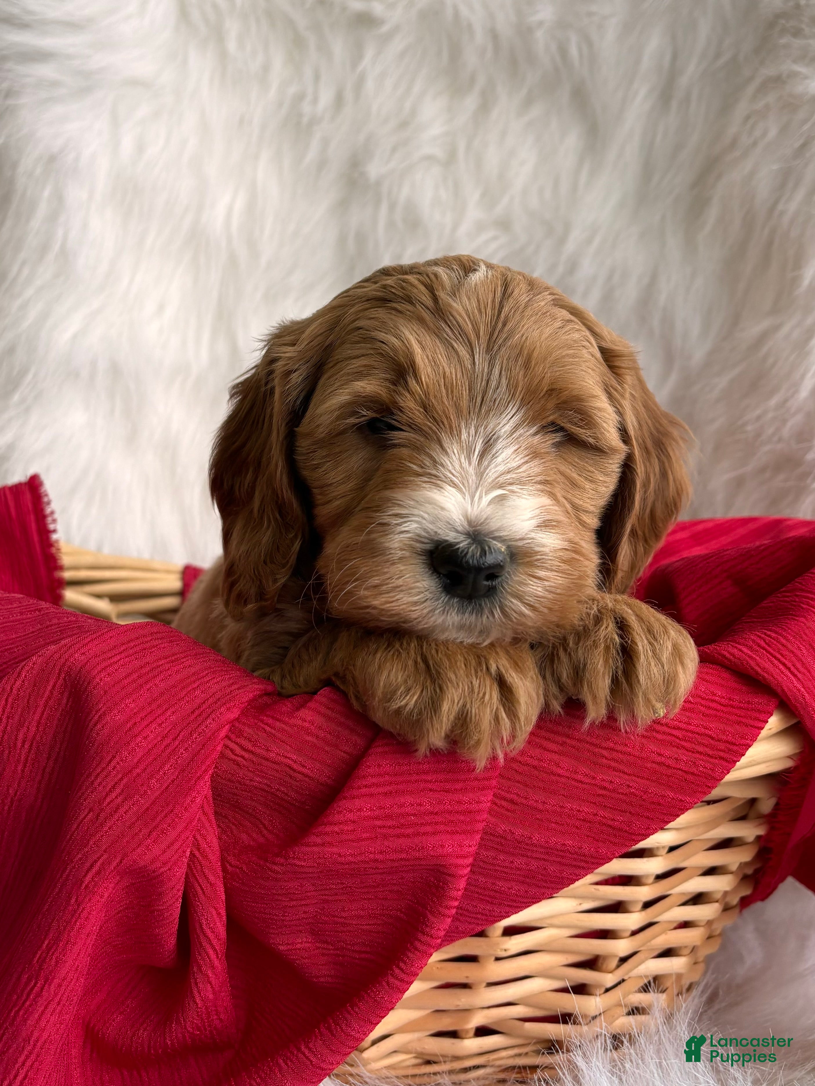 Mixed Breed dogs Mini Rudy  - Ad 13