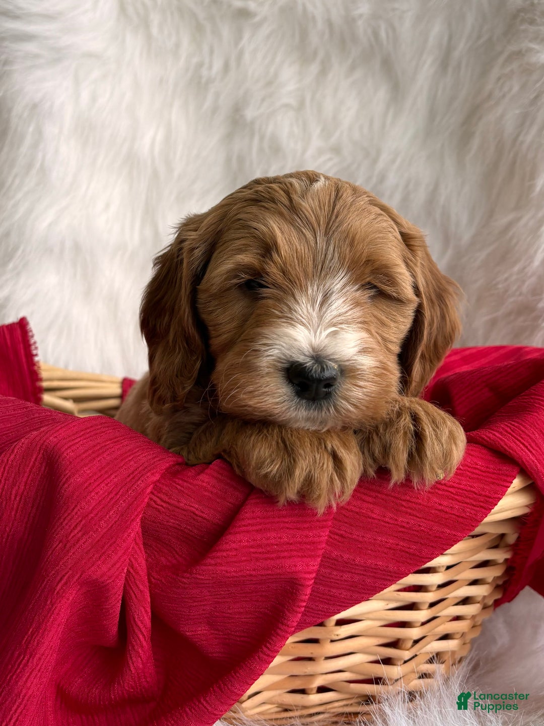 Mixed Breed dogs for sale: Mini Rudy  - Ad 1