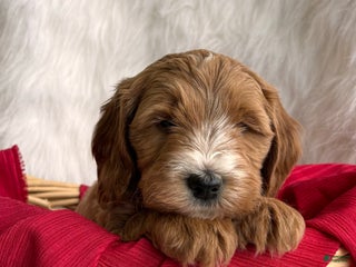 Mixed Breed dogs Mini Rudy - Ad 11