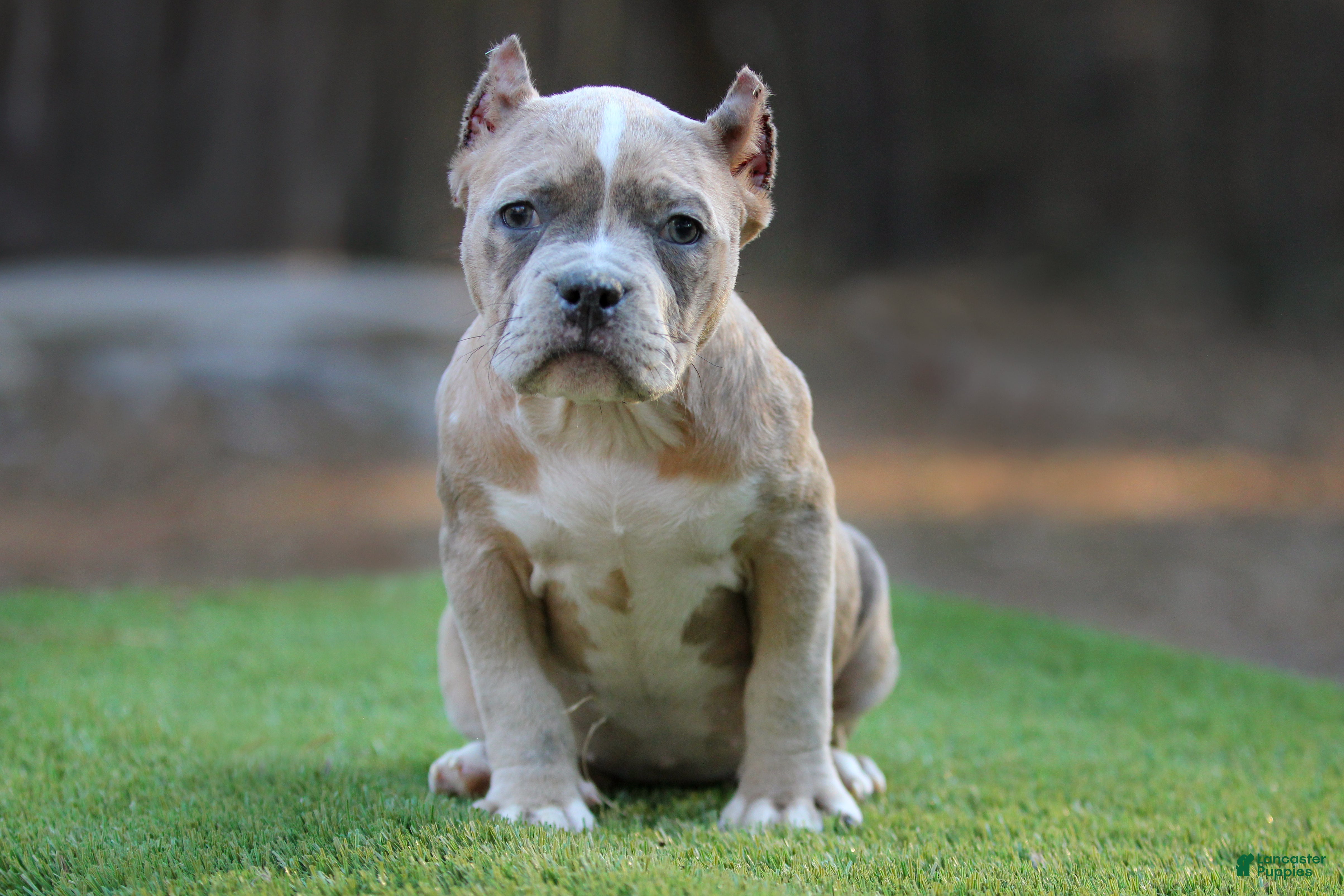 American Bully dogs Blue Brindle Merle Female - Ad 11