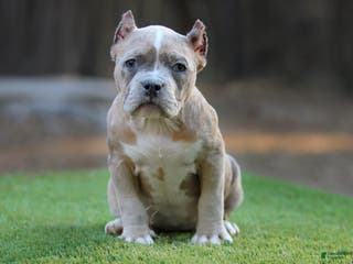 American Bully dogs Blue Brindle Merle Female - Ad 17