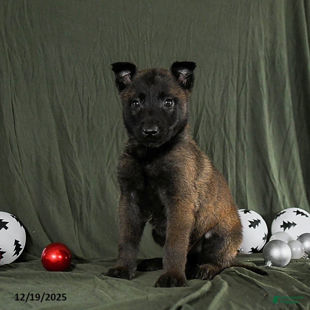Belgian Malinois dogs for sale: Onyx - Ad 1