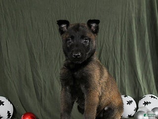 Belgian Malinois dogs Onyx - Ad 7