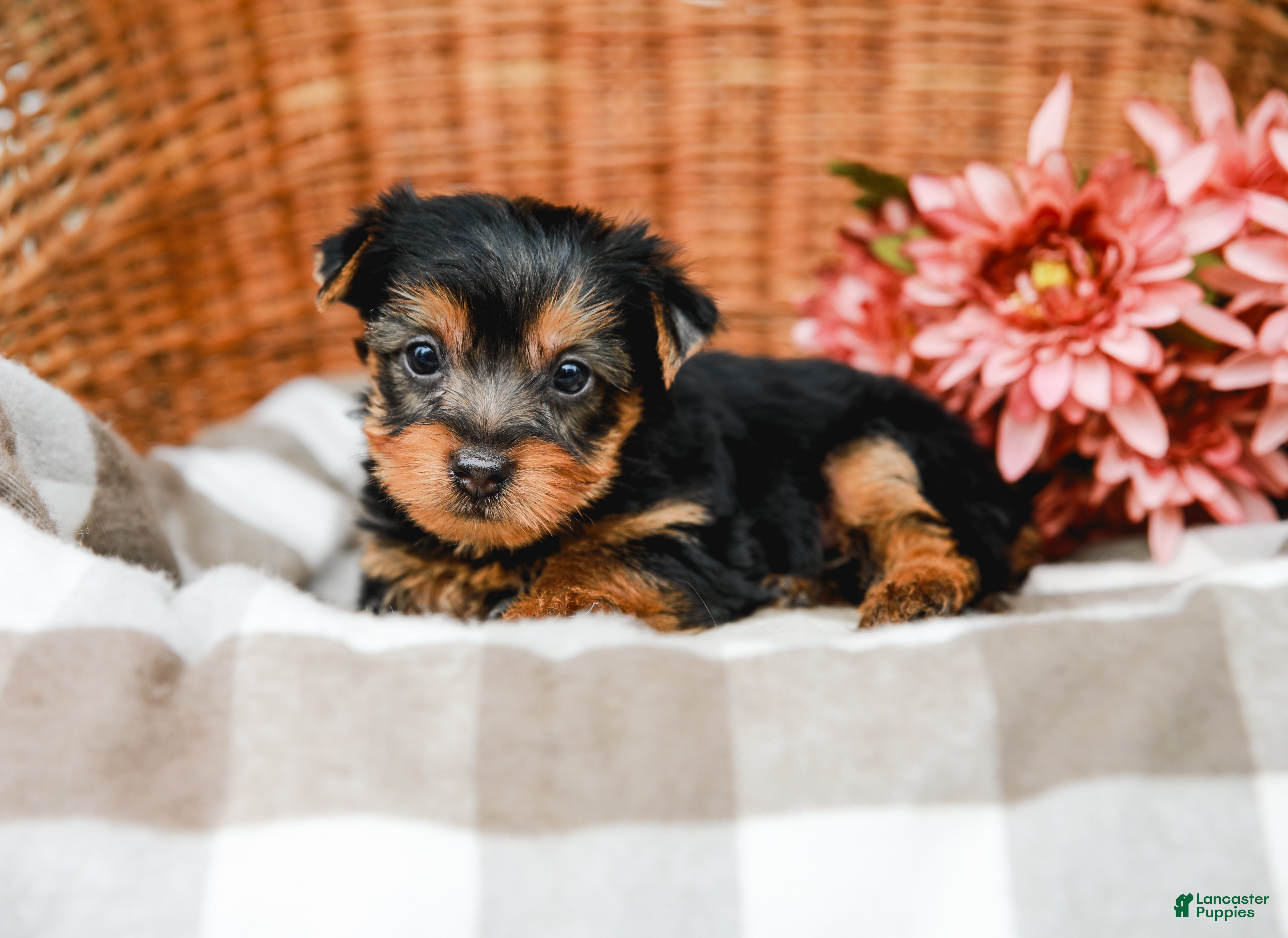 Yorkshire Terrier dogs Mocha - Ad 1