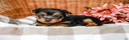 Yorkshire Terrier dogs for sale: Mocha - Ad 1