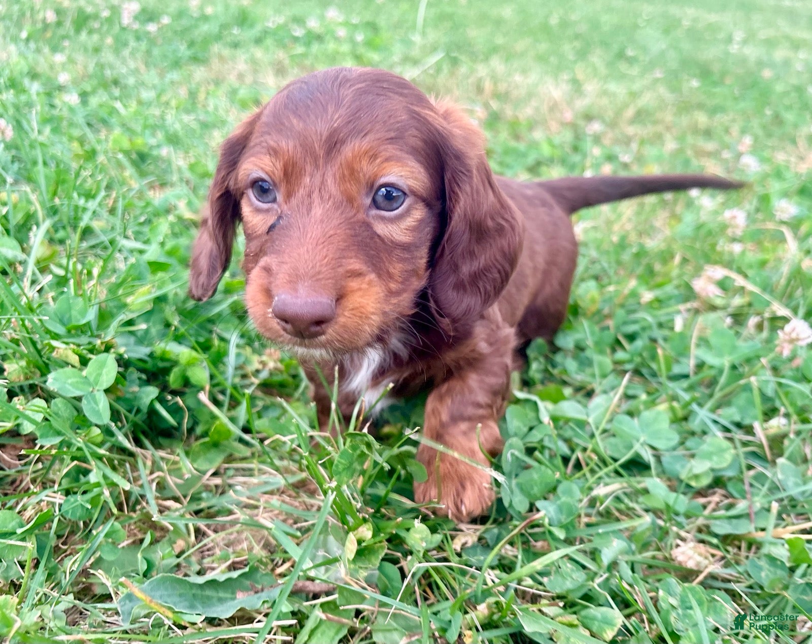 Miniature Dachshund dogs Handsome - Ad 2