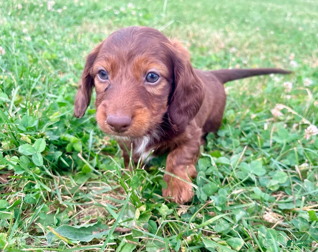 Miniature Dachshund dogs for sale: Handsome - Ad 2