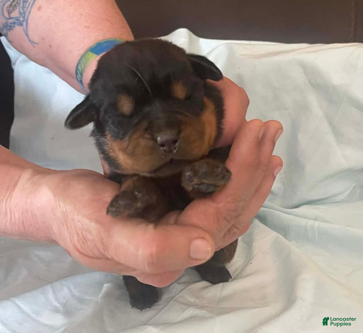 Rottweiler dogs Rottweiler Puppy 2 Oscar - Ad 1