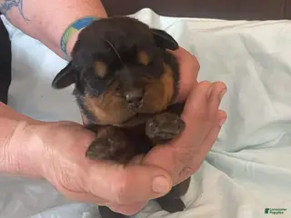 Rottweiler dogs for sale: Rottweiler Puppy 2 Oscar - Ad 3