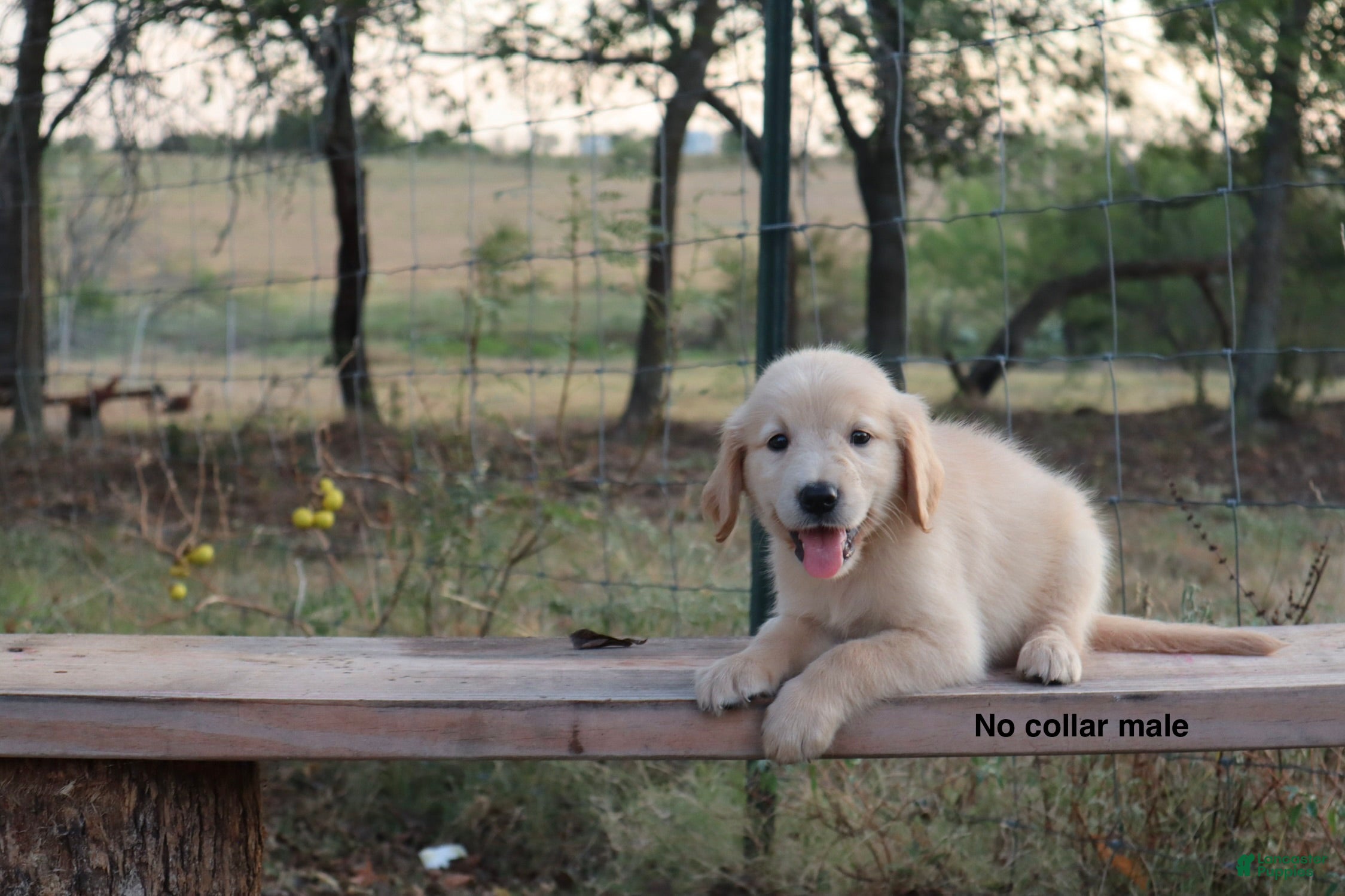 Golden Retriever dogs Logan - Ad 2