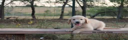 Golden Retriever dogs for sale: Logan - Ad 2