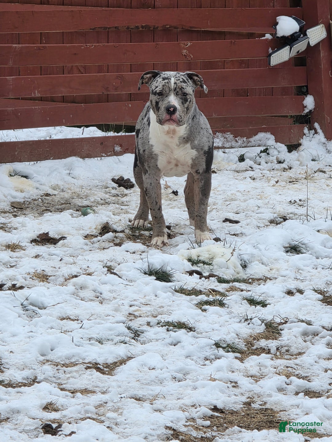 American Bully dogs for sale: American Bully Puppy 1 - Ad 1