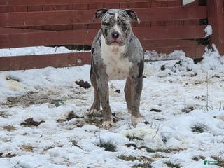 American Bully dogs American Bully Puppy 1 - Ad 34