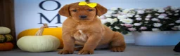 Labrador Retriever dogs for sale: NELLY - Ad 16