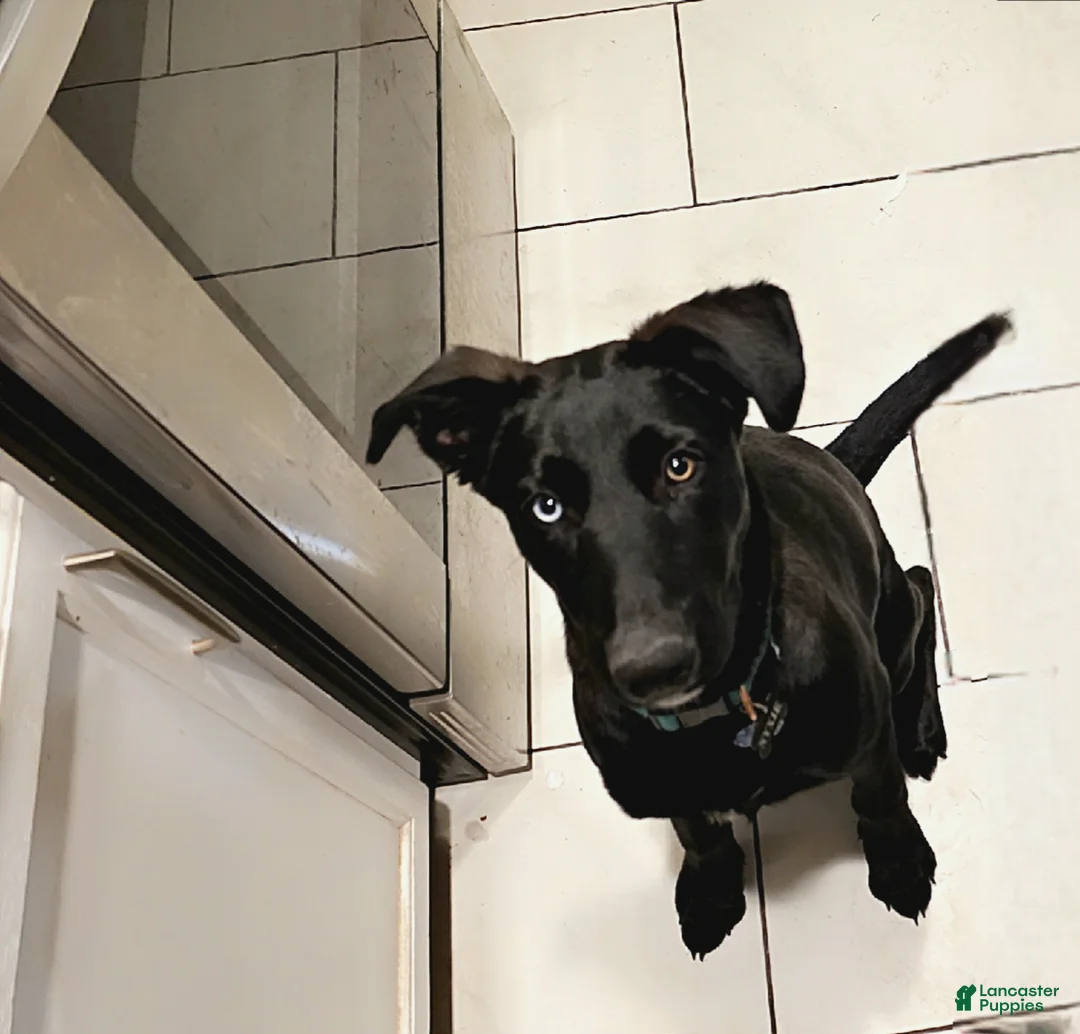 Mixed Breed dogs for sale: Mixed Breed Puppy 2 - Ad 2