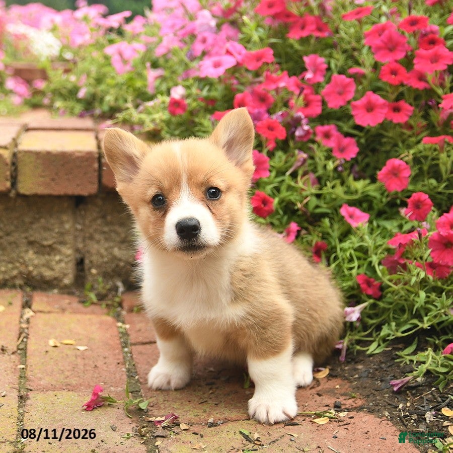 Welsh Corgi Pembroke dogs Friska  - Ad 1