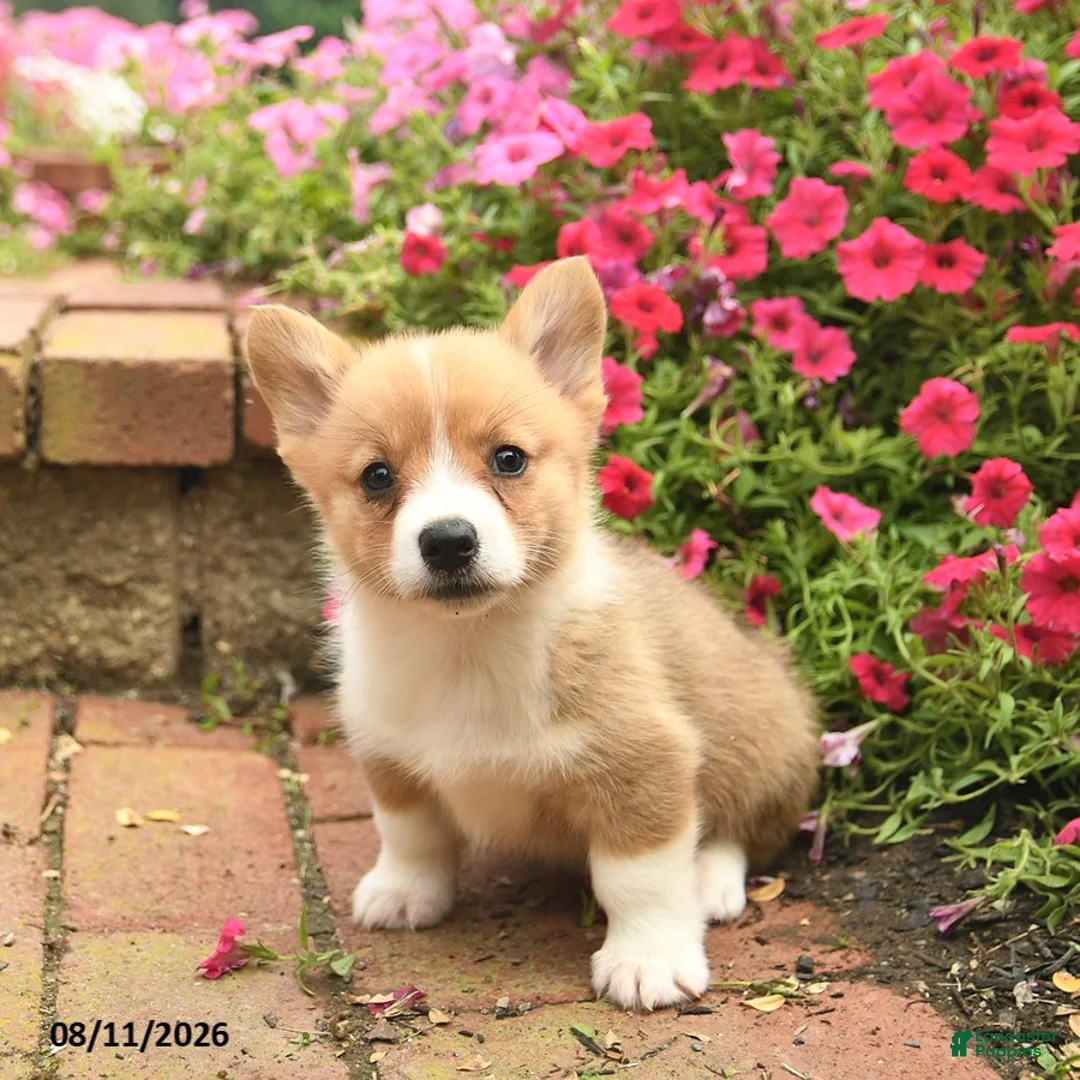 Welsh Corgi Pembroke dogs for sale: Friska  - Ad 1