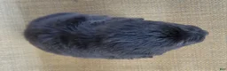 Australian Shepherd dogs for sale: Bear  - Ad 11