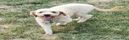 Mini Goldendoodle dogs for sale: Nugget  - Ad 6