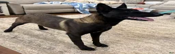Belgian Malinois dogs for sale: Belgian Malinois 12 - Ad 3