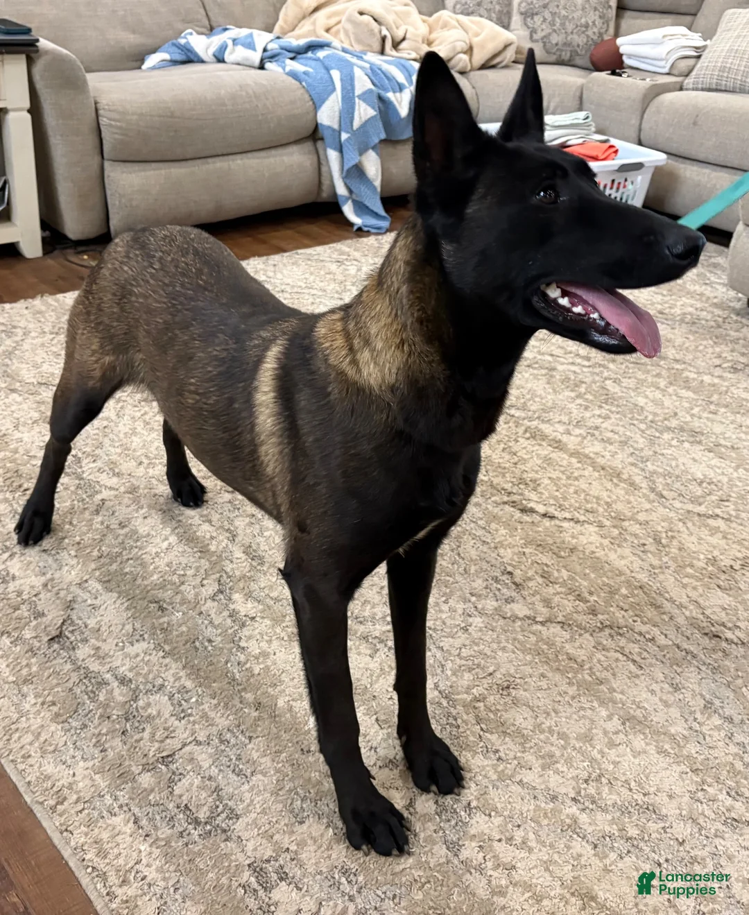 Belgian Malinois dogs for sale: Belgian Malinois 8 - Ad 2