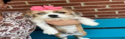 Mixed Breed dogs for sale: Meet Rosie, Sweet, Loving & Playful 6 Months Old Puppy 🐶 - Ad 4