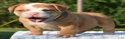 Mixed Breed dogs for sale: Tank hybrid bulldog puppy - Ad 19