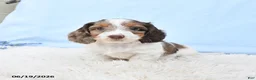 Miniature Dachshund dogs for sale: Indy - Ad 3