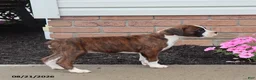 Boxer dogs for sale: Sophie - Ad 5