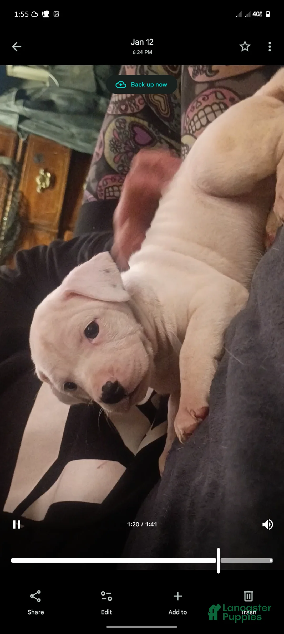 American Staffordshire Terrier dogs for sale: American Staffordshire Terrier Puppy 3 - Ad 1