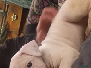 American Staffordshire Terrier dogs American Staffordshire Terrier Puppy 3 - Ad 16