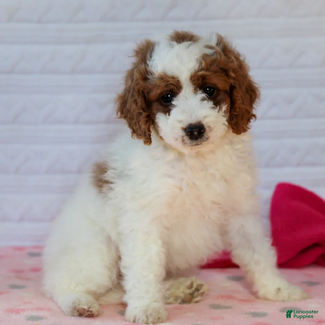 Mini Goldendoodle dogs for sale: Jasmine - Ad 3