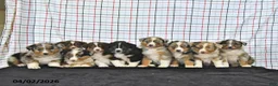 Australian Shepherd dogs for sale: Prince   - Ad 5
