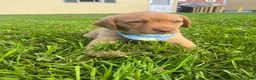Labrador Retriever dogs for sale: Scooby - Ad 5
