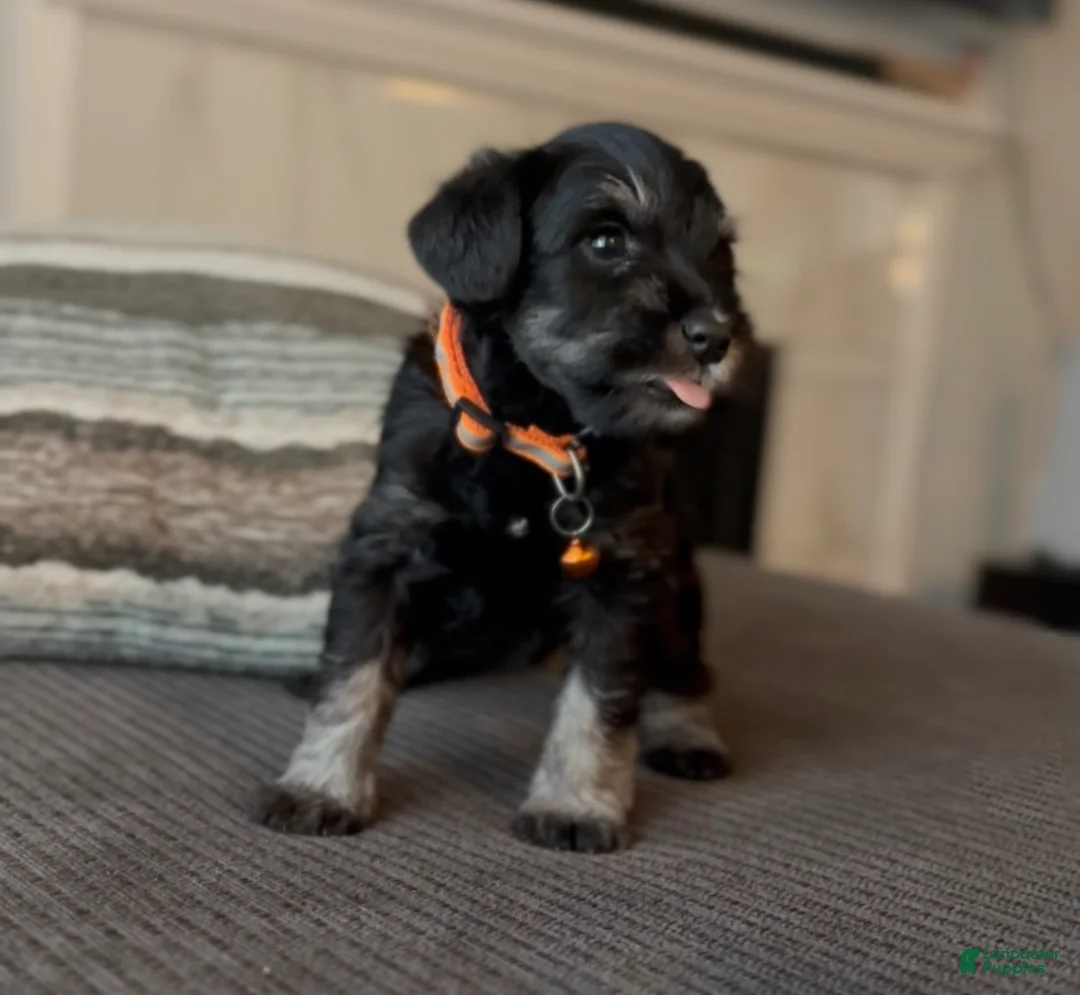 Miniature Schnauzer dogs for sale: Miniature Schnauzer Puppy 1 - Ad 2