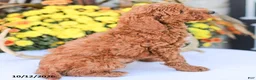 Miniature Poodle dogs for sale: Big Boy - Ad 7