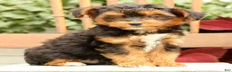 Morkie dogs for sale: Doogie - Ad 4